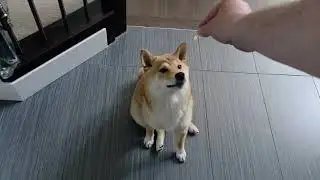 Watch What Happens When You Try to Eat Cheese Near This Dog!🧀🐶 No Exceptions! #ShibaInu #CheeseTax