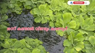 മീൻ കുളം ASMR 🐟🌿 | Relaxing nature | Fish pond |.......SO RELAXING 😌