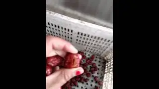 fully automatic dates pitting and slicing---tina@fruitprocess.com