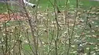 Birdwatching with David and George