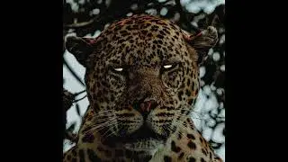 instrumental (no type beatxd) TRAP trankilon