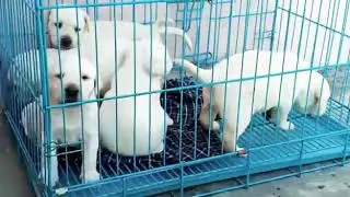 Rana pet shop Contact me 7049462433  Levrador heavy bone puppy for sale