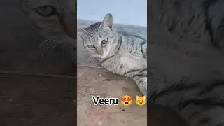 veeru aligadanta😡😺😁#shorts#ytshorts#viralvideo#cat #funny