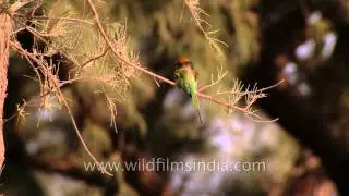 Green bee-eater bird with elongated central tail-feathers