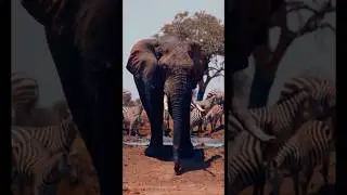 Legacy of Giant | Wild Elephants #Wildlife#AnimalMoment#ElephantLife#ElephantFacts#ElephantWorld