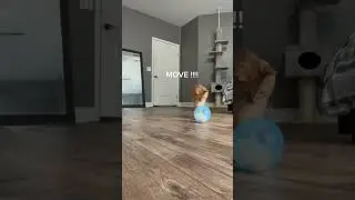 Leaving My Cat With A Hamster