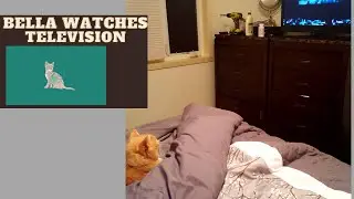 Cat Bureau of Investigation - A little bit about Bella
