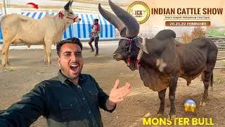 India&rsquo;s Biggest Bulls & Cows😱Indian Cattle Show(Rajkot, Gujarat)