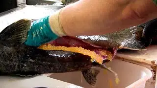 Amazing Wild Salmon Egg Harvesting Methods, Automatic Fish Egg Fertilization - Future Technology