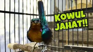 Burung Kolibri Wulung Gacor Full Isian Cocok Untuk Pancingan Kowul Lain Agar Langsung Bunyi