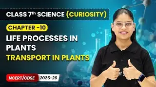 Transport in Plants - Life Processes in Plants | Ch 10 | Class 7 Science Curiosity | CBSE 2025-26