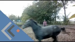 starter 8 / jong paard trainen/ paarden gedragstraining