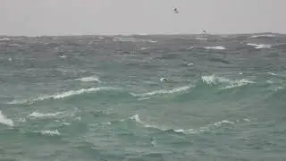 Little Gull, Gabbianello (Hydrocoloeus minutus) Yelkouan Shearwater,Berta minore (Puffinus yelkouan)