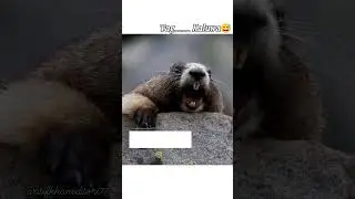 kalua kalua comedy