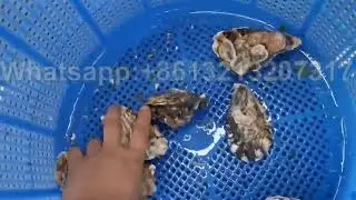 Oyster Cleaning Machine Seafood Washing Machine