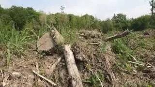 Der Kottenforst - ein Naturschutzgebiet ohne Naturschutz