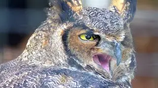 Owl Sounds You Never Knew Existed! Tiger Owl (Bubo bubo) Sounds | Owl Calls & Wildlife Ambience