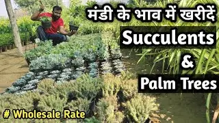 Succulent Plant - Wholesale Price & Mandi Rate for Succulent Plant
