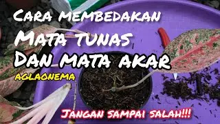 cara membedakan mata tunas dan mata akar AGLAONEMA#semiaglao #aglaonema bukan#aglonema