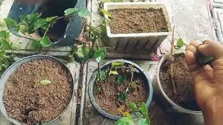 ഒന്നു പരാജയപ്പെട്ടാൽ എത്ര വട്ടം വീണ്ടും ശ്രമിക്കണം🥰 Creeping fig ചെടിയെ വളർത്തിയെടുത്ത കഥ💚 #creepy