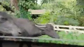 Животные на дорогах в Гоа |  Индия |  Goa roads | #traffic  #goaroadtrip #india