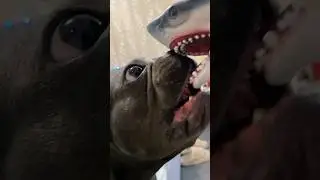 Bulldog Protects Mom from Shark 🦈