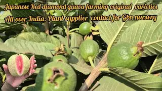Japanese Red diamond guava farming original varieties available contact me 9635449080