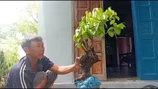 M572 gl thị thơm 200k lh0707713796khuongbonsai 