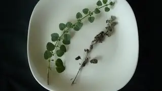 Herbs - Dry vs. Fresh - How to Dry Fresh Herbs and Measure for Recipes from Plants-Rule