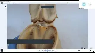 The Anatomically Correct Trim Hoof Research Course and Cooperative