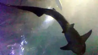 Aquarium in San fran