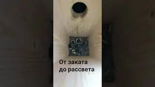 #синицы #скворечник #птицы #природа #животные #таймлапс #птенцы #birdhouse #birds #nature #timelapse