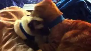 Lana and archer mutual grooming.