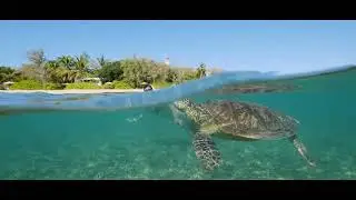 Low Isles - Calypso Reef Cruises - Half day Tours
