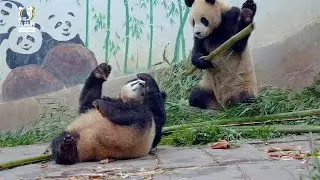 每只熊都好像人扮的啊！
