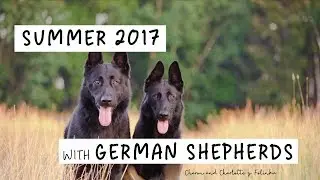 GERMAN SHEPHERDS; Ch&aacute;ron & Charlotte z Folinku, 25 months
