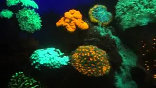 Fluorescence of Corals from Mesophotic Reefs in the Red Sea