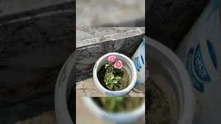 ######Shad baganar full gas...Short,s..