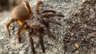 Centipedes, Scorpions, Spiders, Snakes, Lizards ( A Compilation )