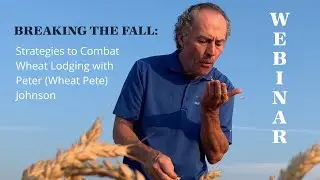 WEBINAR Breaking the Fall: Strategies to Combat Wheat Lodging with Peter (Wheat Pete) Johnson