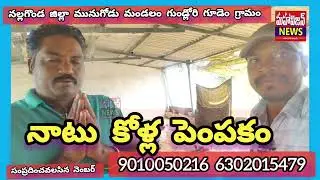 సంక్రాంతి నాటు కోళ్లు లభించును తక్కువ ధరలలో... రైతుబొల్లం వీరేష్ యాదవ్ 