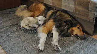 Hosento had a little lamb / Hosento un jēriņ&scaron; Herta