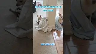Riding out the snow storm. #chihuahua #snow #dog  #cute  #animals #trending