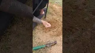 Couple shows of to set gopher traps in their how to video