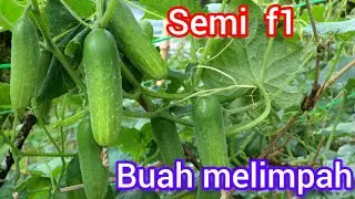 timun semi f1 usia 55 hst. banyakan buah daripada daun 10 kali pemetikan