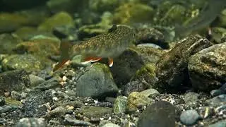 Amazing Fishing Life। অসাধারণ দেখতে এই মাছটি।#ViralMaxFishingBd।#Viral Max Fishing Bd.
