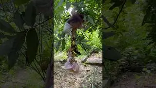 baby monkey climbing fruit