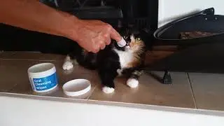 MAXI/GUARD Oral Cleansing Wipes for Cats