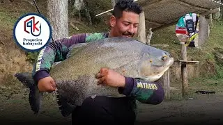 PEIXES VOANDO NA CEVA - PESQUEIRO KOBAYASHI