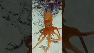 #dumbooctopus (#Cirroteuthis)- a #deepsea #cephalopod known for its adorable ear-like fins.